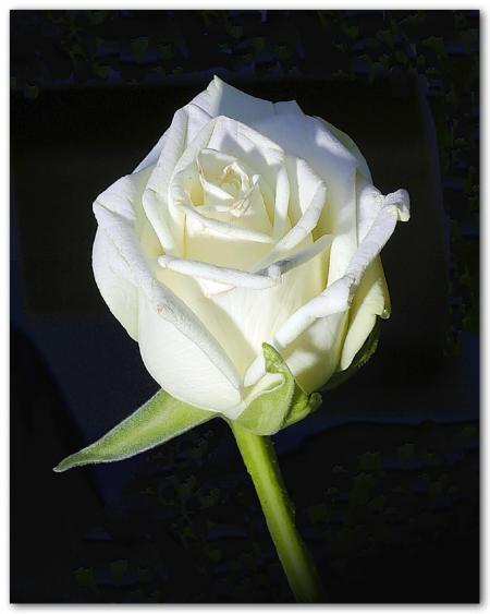 la rose blanche